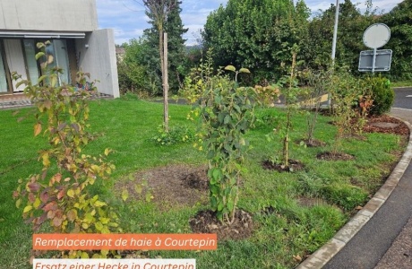 Massnahmen, die der Biodiversität im Siedlungsraum helfen