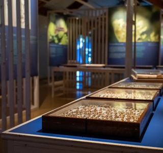 Sonderausstellung Nachtfalter - #2 Biodiversität Freiburg