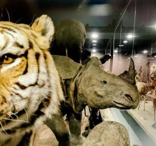 Rhinocéros indien, 2021