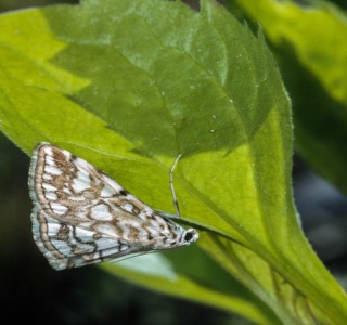 Papillon adulte (Elophila nymphaeata) 