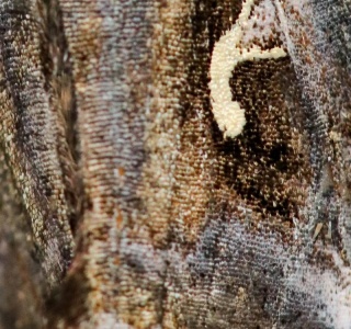 Motif sur l’aile d’un Gamma 