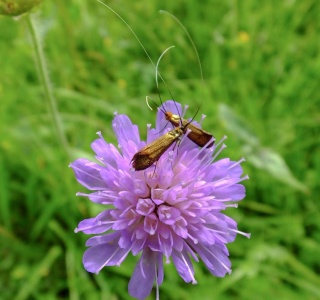 Adèles de la scabieuse (Nemophora metallica) 