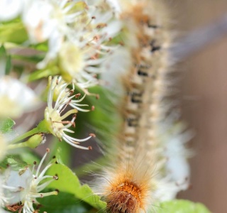 Raupe des Eichenspinners (Lasiocampa quercus) 