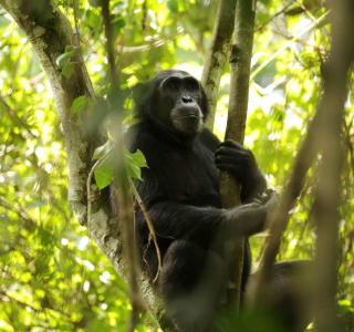 Chimpanzé sauvage d'Ouganda