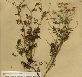 Planche d'herbier de la Collection Franz Joseph Lagger