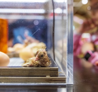 Poussins 2022 - Claude Ponti 