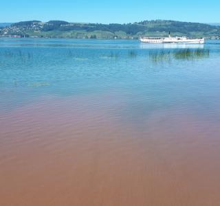 Prolifération de cyanobactéries Woronichinia sp. dans le lac de Morat, septembre 2019
