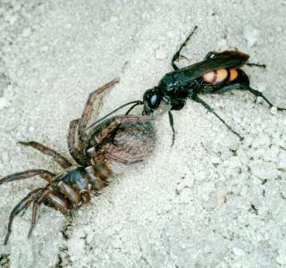 Eine Frühlings-Wegwespe (Anoplius viaticus) zieht eine gelähmte Spinne zu ihrem Erdloch. 