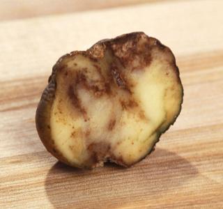 Mit Falschem Mehltau befallene Kartoffel