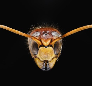 Die Vergrösserung des Kopfes einer Europäischen Hornisse dient des Museums, um dem Publikum die anatomischen Details zu erklären