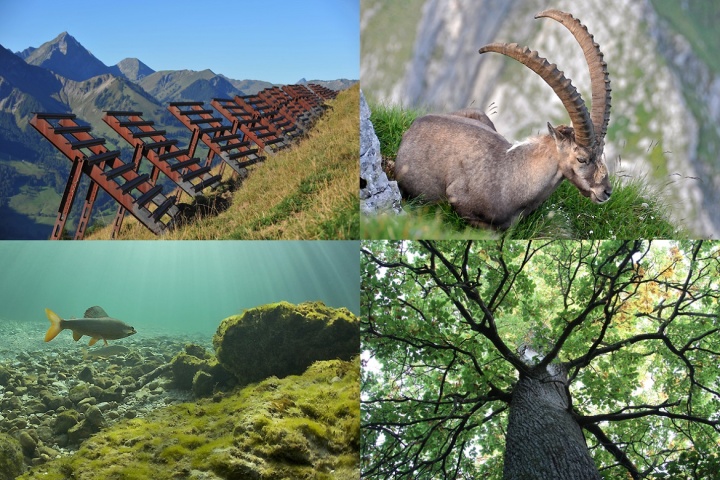 Bild vergrößern Montage aus vier Bildern, Lawinenverbauungen, Steinbock, Fisch und Baum