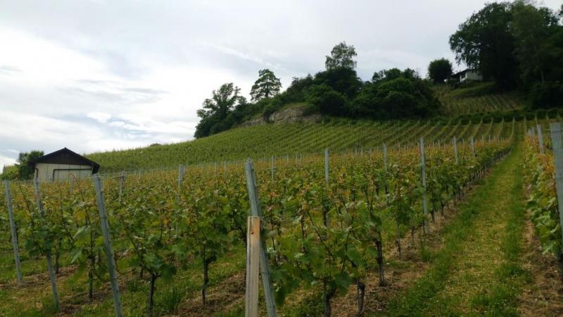 Vignes de l'Etat de Fribourg au Vully