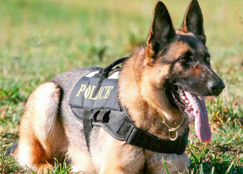 Police cantonale Fribourg - chien de police dans l'herbe