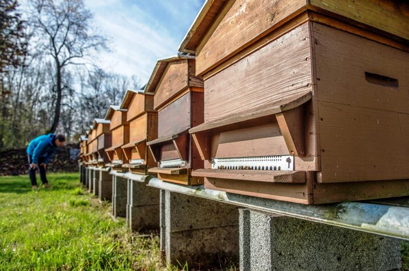 Apizoom apporte un soutien précieux aux apiculteurs 