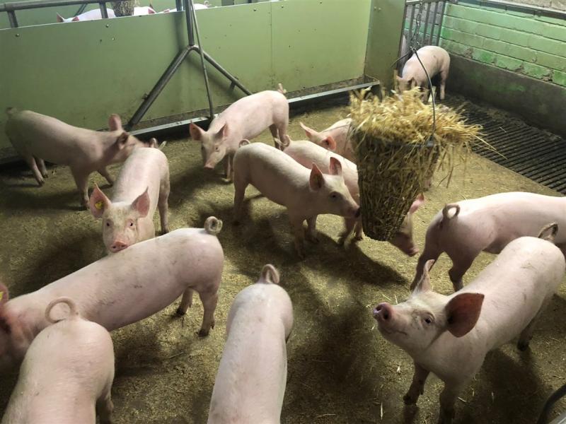 Photo illustrant la production porcine de Grangeneuve