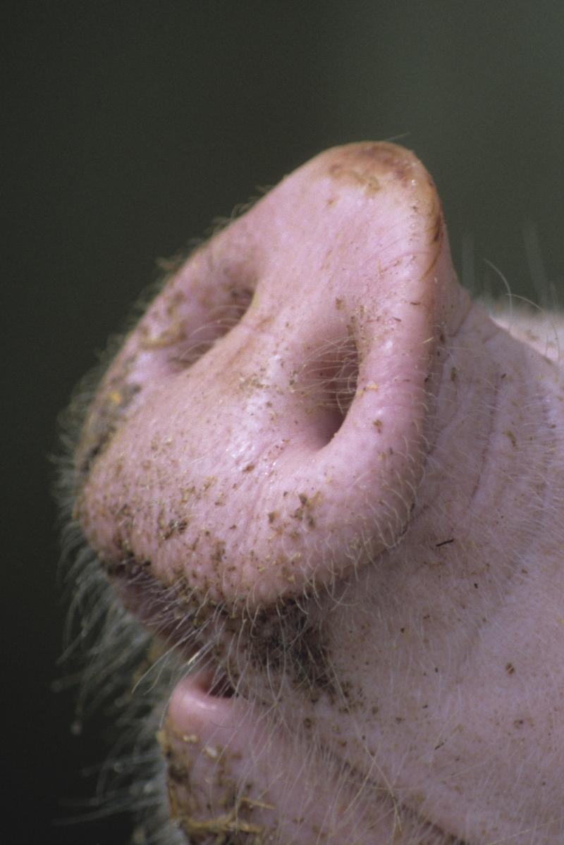 Das Bild zeigt eine Schweineschnauze