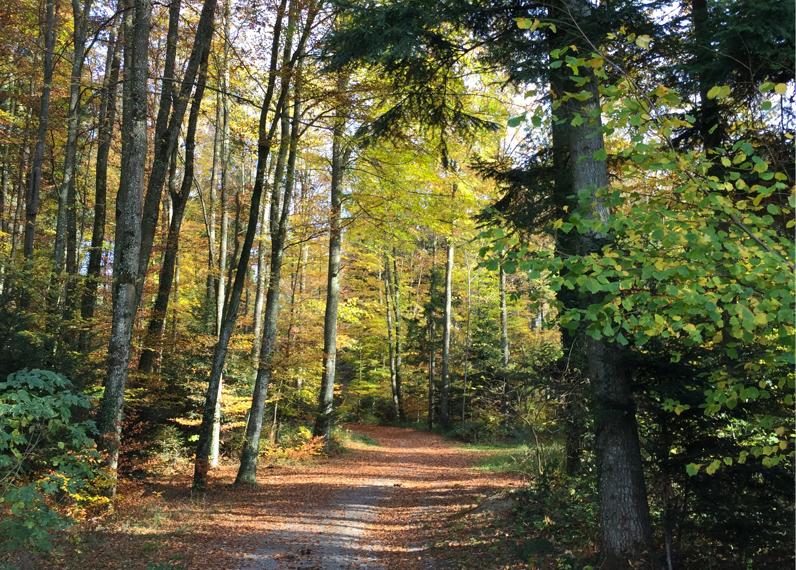Forêt - Wald, bois de la Faye, Granges-Paccot