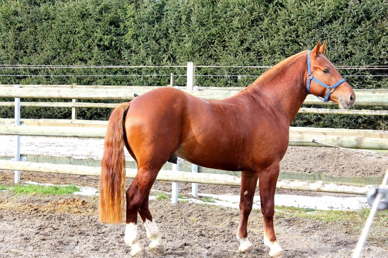 Cheval Franches-montagnes