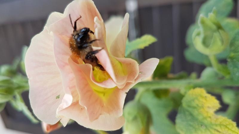 la photo représente une abeille sur une fleur rose
