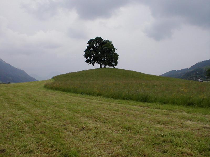 Des arbres isolés sur une petite colline