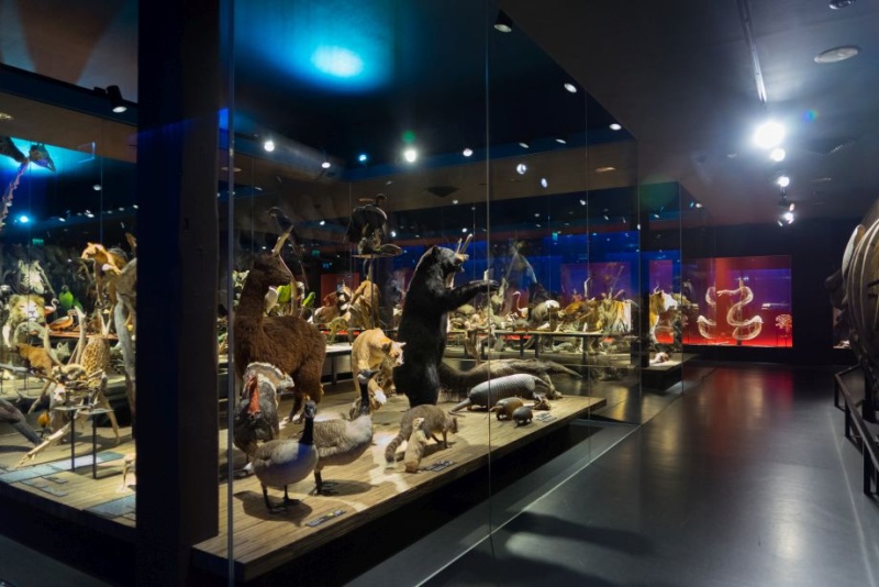 salle des vertébrés du Monde 