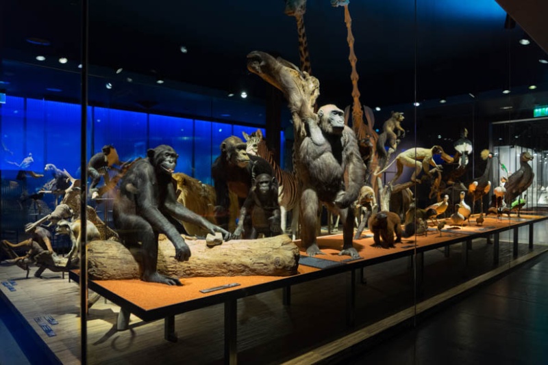 Wirbeltiere der Welt - Übersicht