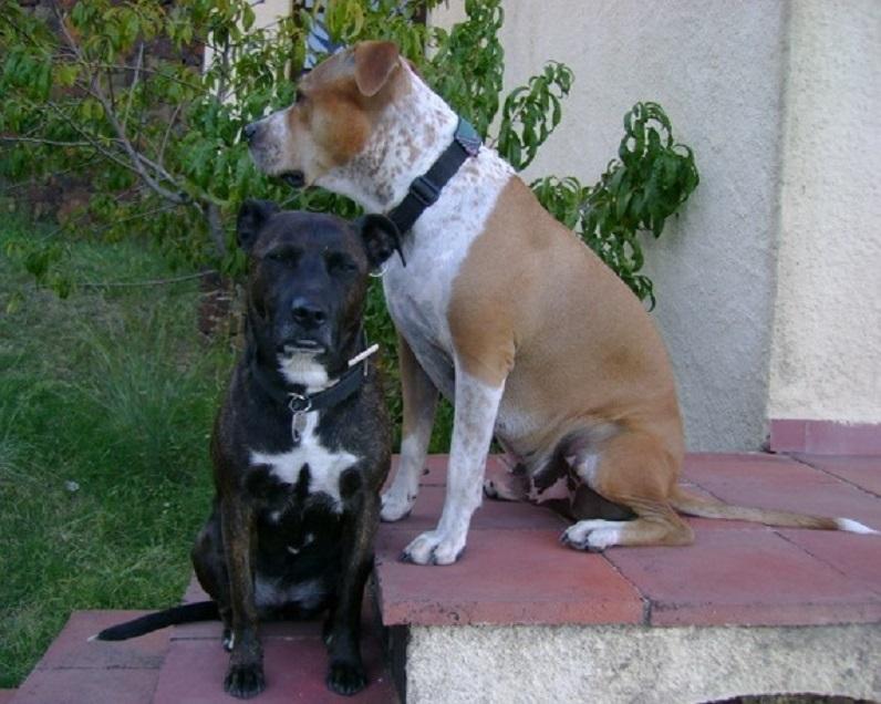la photo représente un chien noir et un chien brun de la race Staffordshire Bull Terrier
