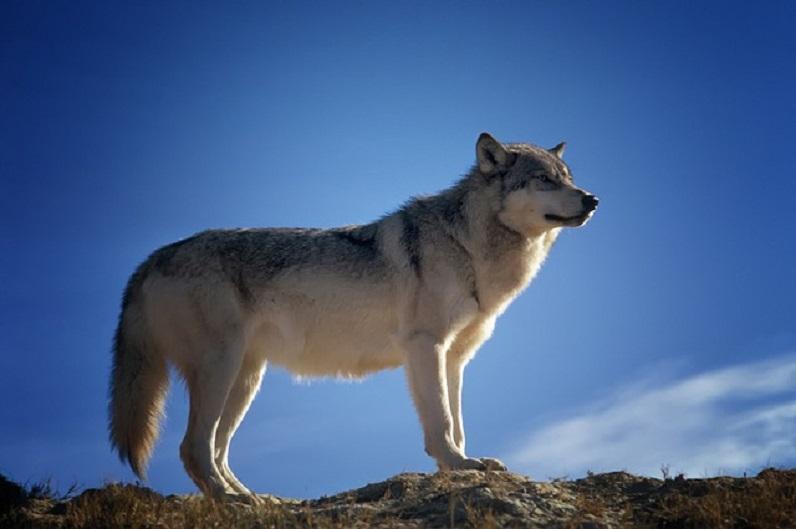 Loup - Wolf