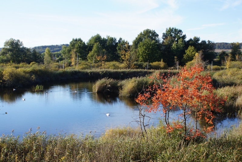 Les marais de Guin en automne