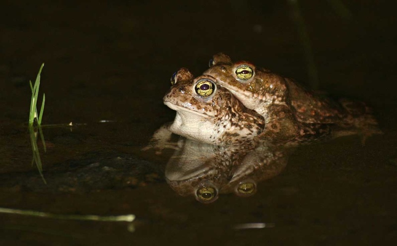 Un couple de crapauds calamite