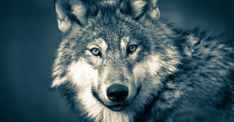 Loup - Wolf