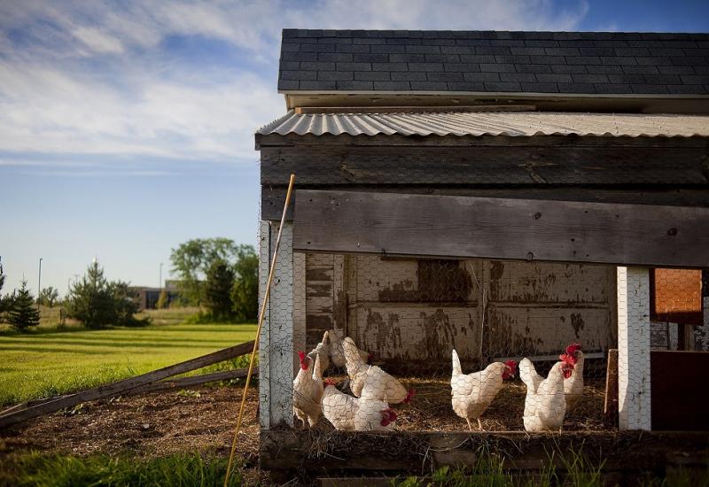 Das Photo zeigt Hühner in einem Hühnerstall