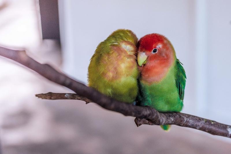 la photo représente un couple d'inséparables, des perroquets qui doivent être détenus à deux minimum 