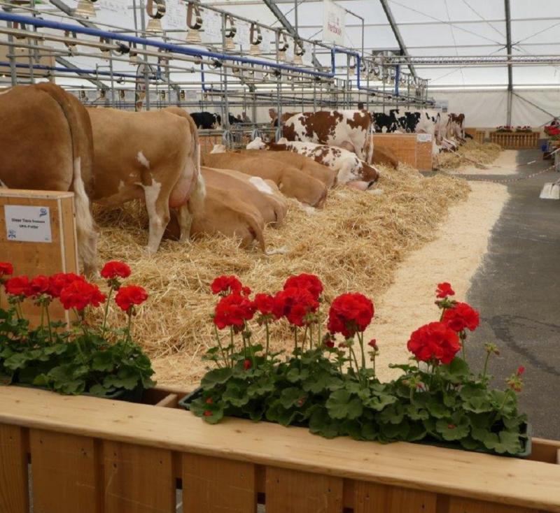 Das Photo zeigt auf Stroh liegende Kühe anlässlich einer Ausstellung