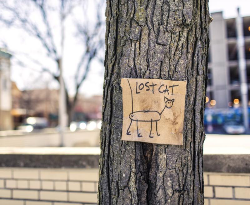 Das Photo zeigt ein handgezeichnetes Plakat einer vermissten Katze an einem Baum