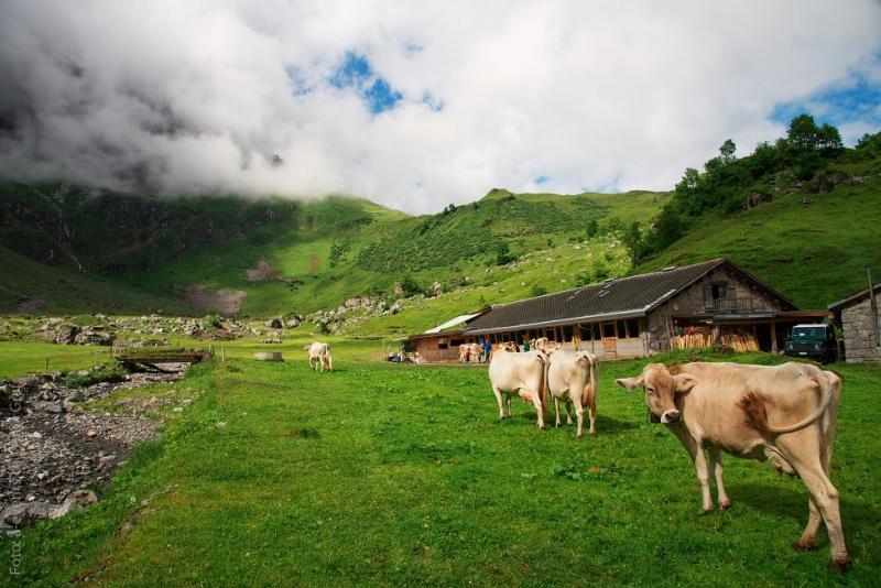 das Photo zeigt Kühe vor einer Alphütte