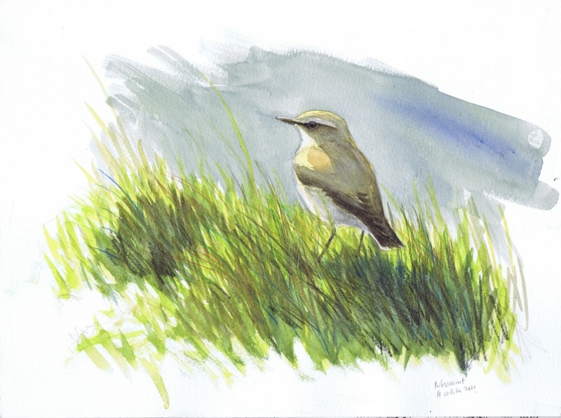 Traquet motteux, Niremont, octobre 2011