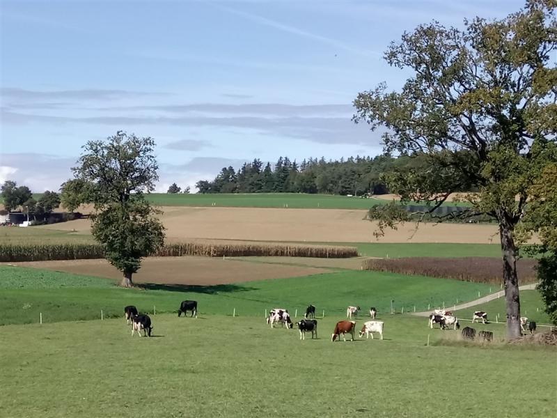 Das Bild zeigt Kühe