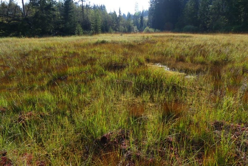 Hochmoor "Tourbière au Pasquier" oberhalb von Hauteville