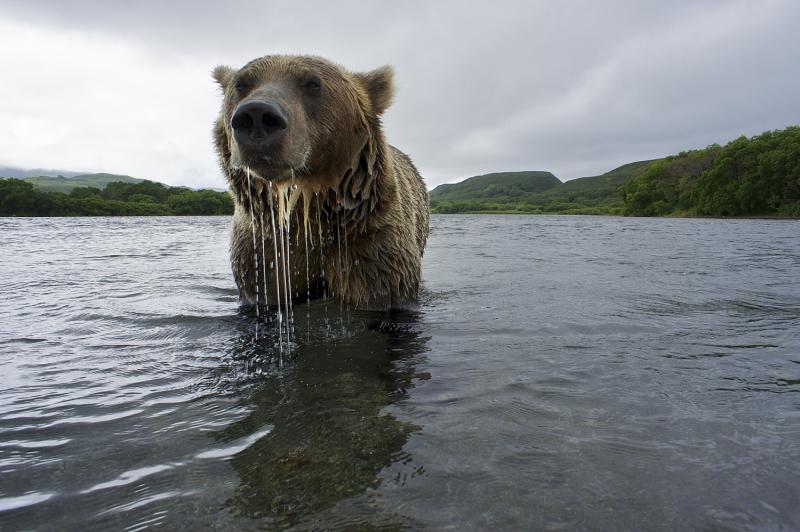 Braunbär (Ursus arctos), Ozernaya, South Kamtchatka Sanctuary, Russland. August 2012