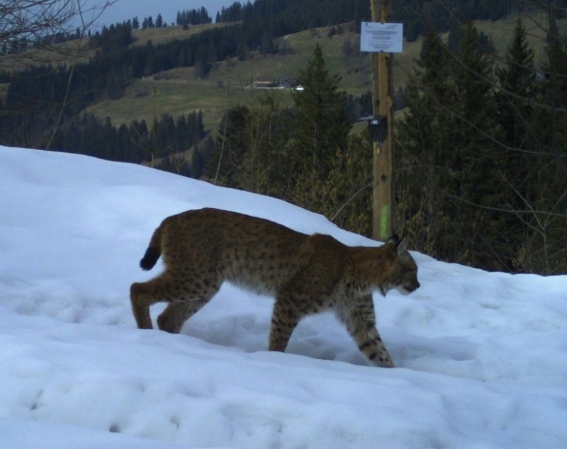 Luchs mit einer automatischen Kamera im März 2018 aufgenommen
