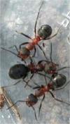 Huit espèces de fourmis sont protégées en Suisse
