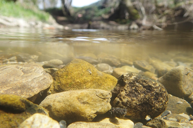 Ruisseau affermé : La Mionne