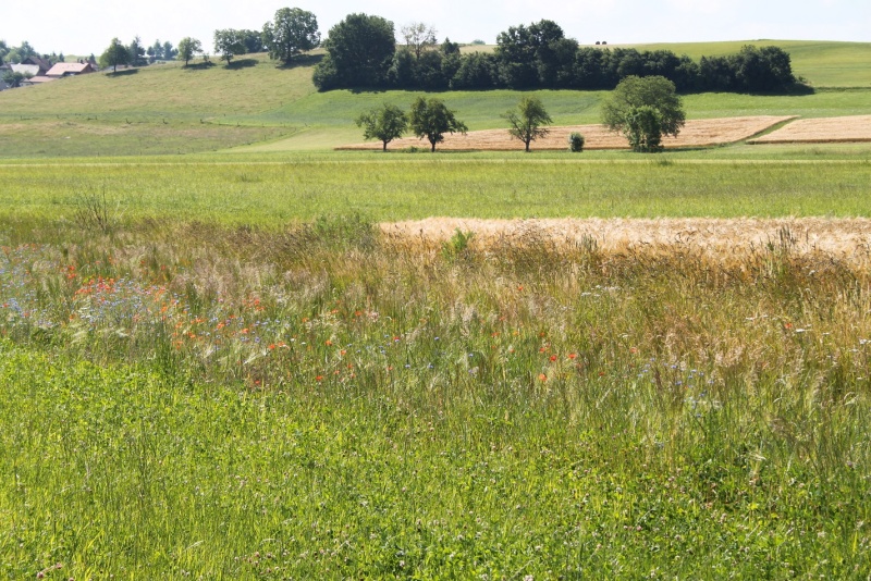 Nouvelles directives réseaux écologiques