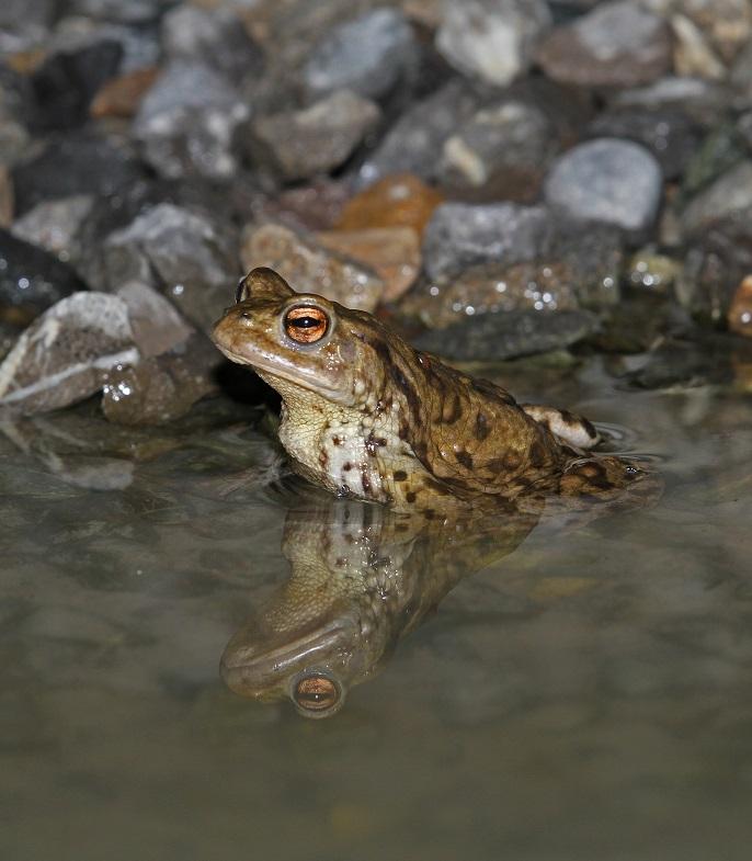 Erdkröte in einem Teich