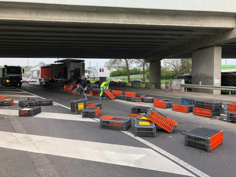 Ein Hühnertransporter verliert seine Ladung