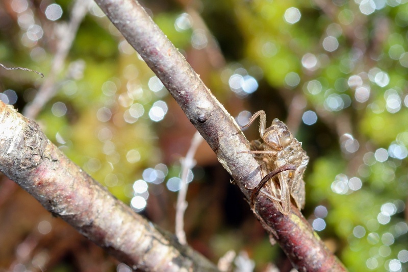 Libellula quadrimaculata (Exuvie)