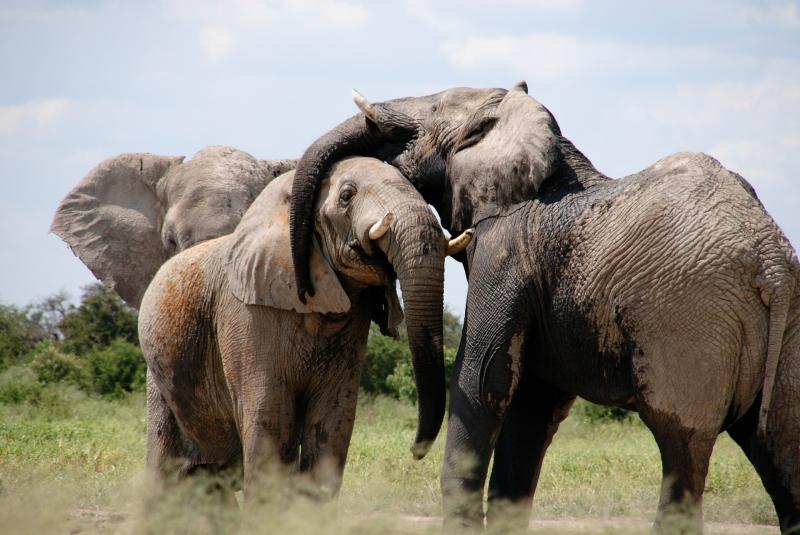 L'image montre trois éléphants