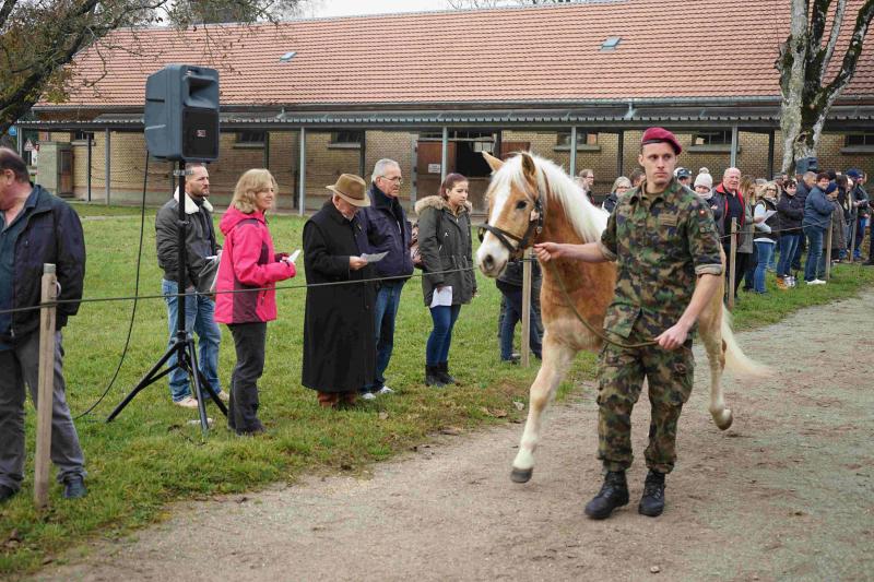 Cheval haflinger tenu par un militaire de l'Armée suisse