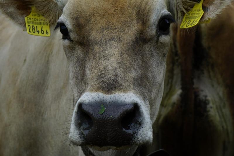 Vache avec marques auriculaires